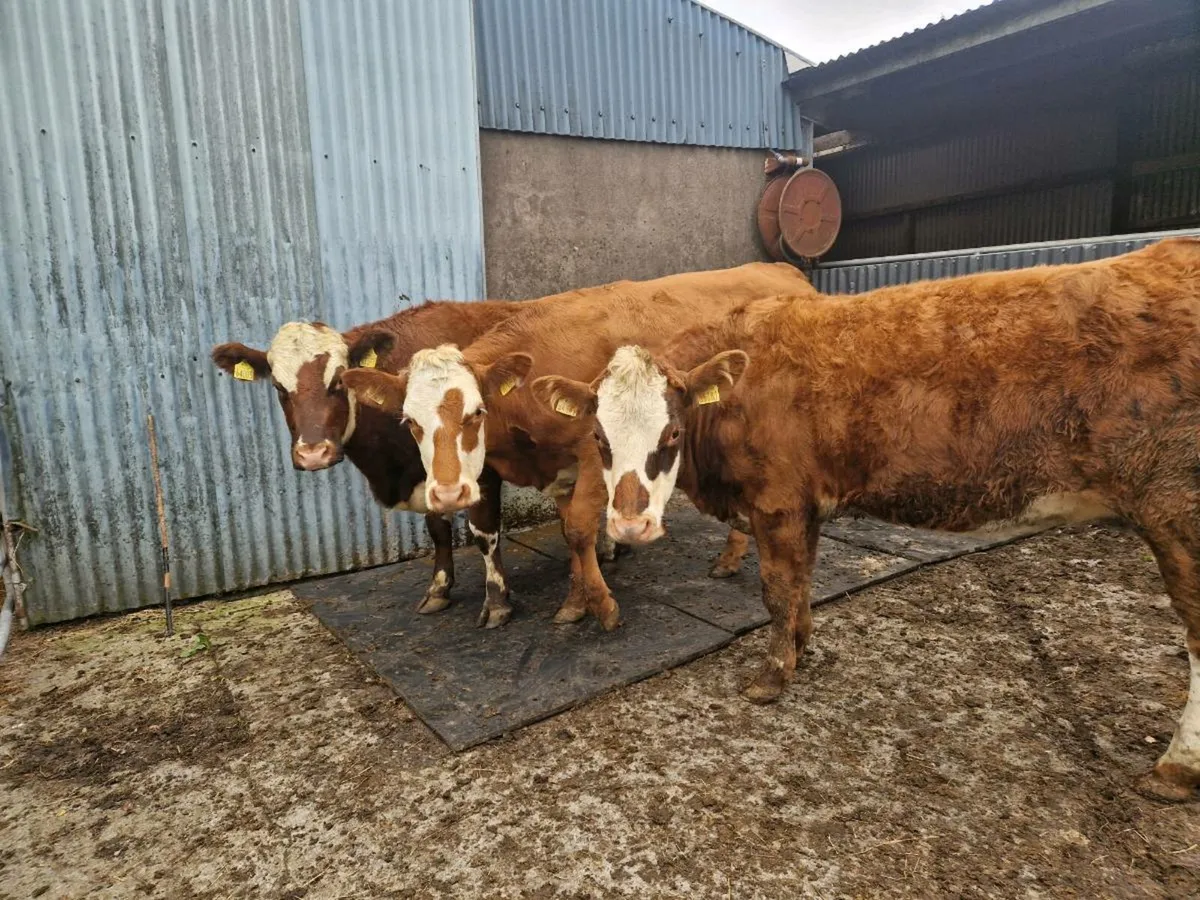 3 Heifers - Image 3