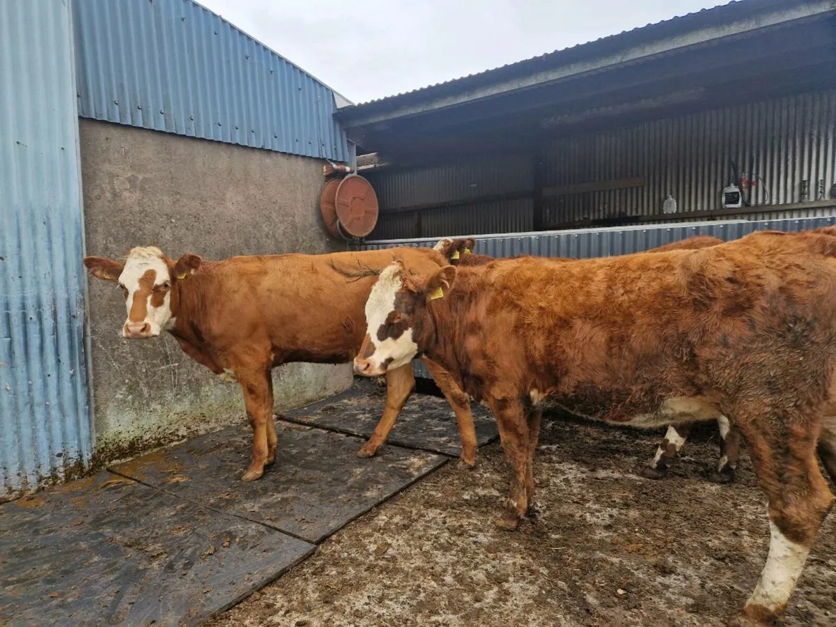 3 Heifers - Image 4