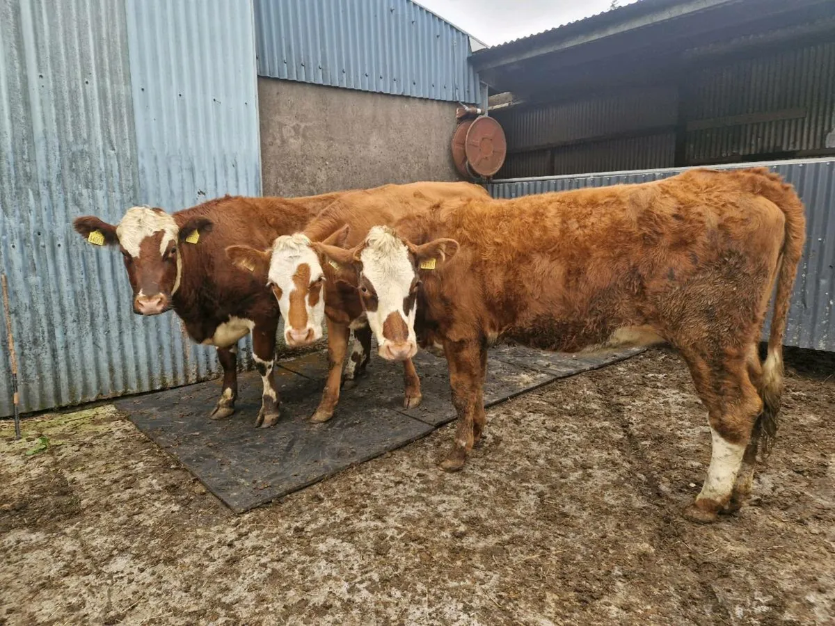 3 Heifers - Image 1