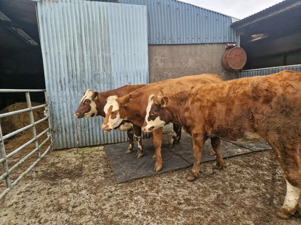 3 Heifers - Image 2