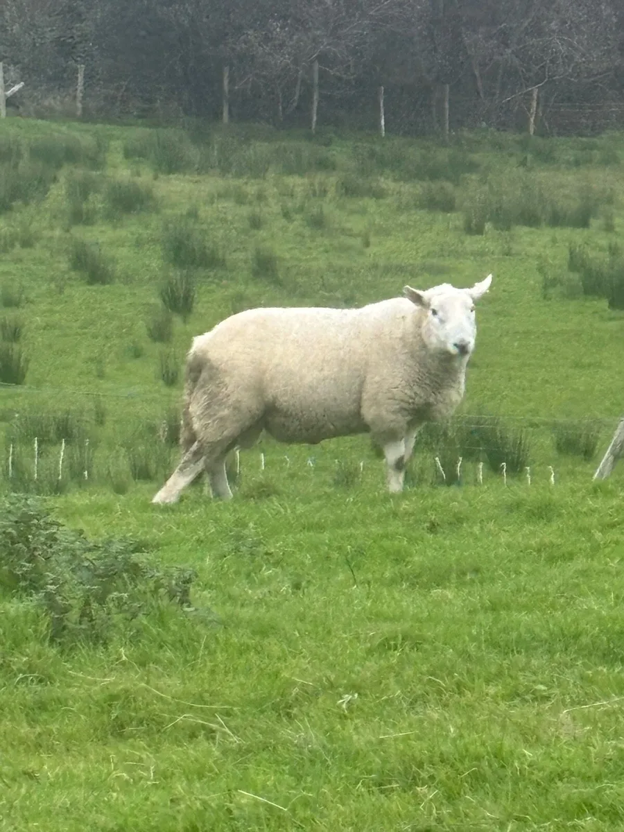 SIS Cheviot Ram - Image 1
