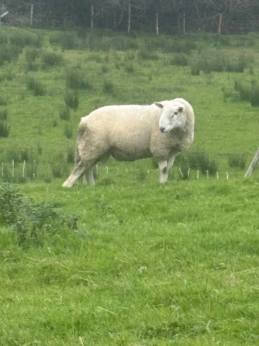 SIS Cheviot Ram - Image 2