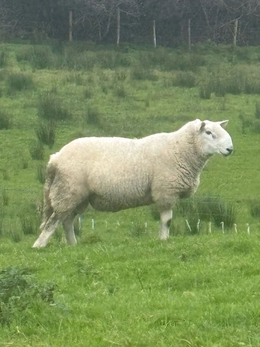SIS Cheviot Ram - Image 3