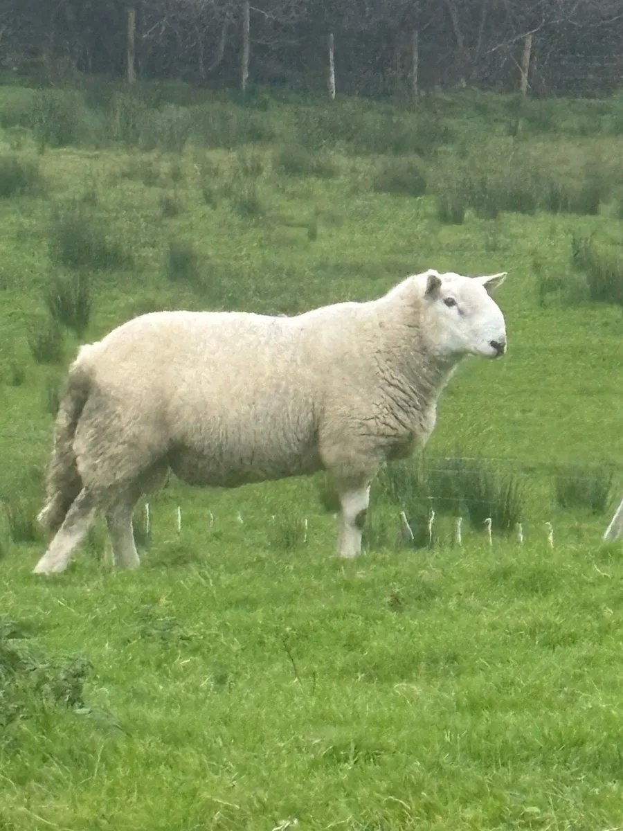 SIS Cheviot Ram - Image 4