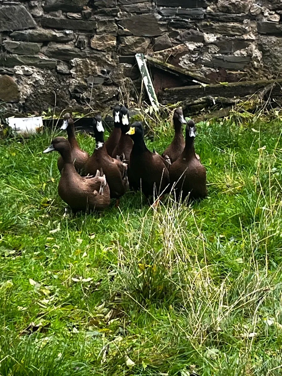 Khaki Campbell Drakes - Image 4