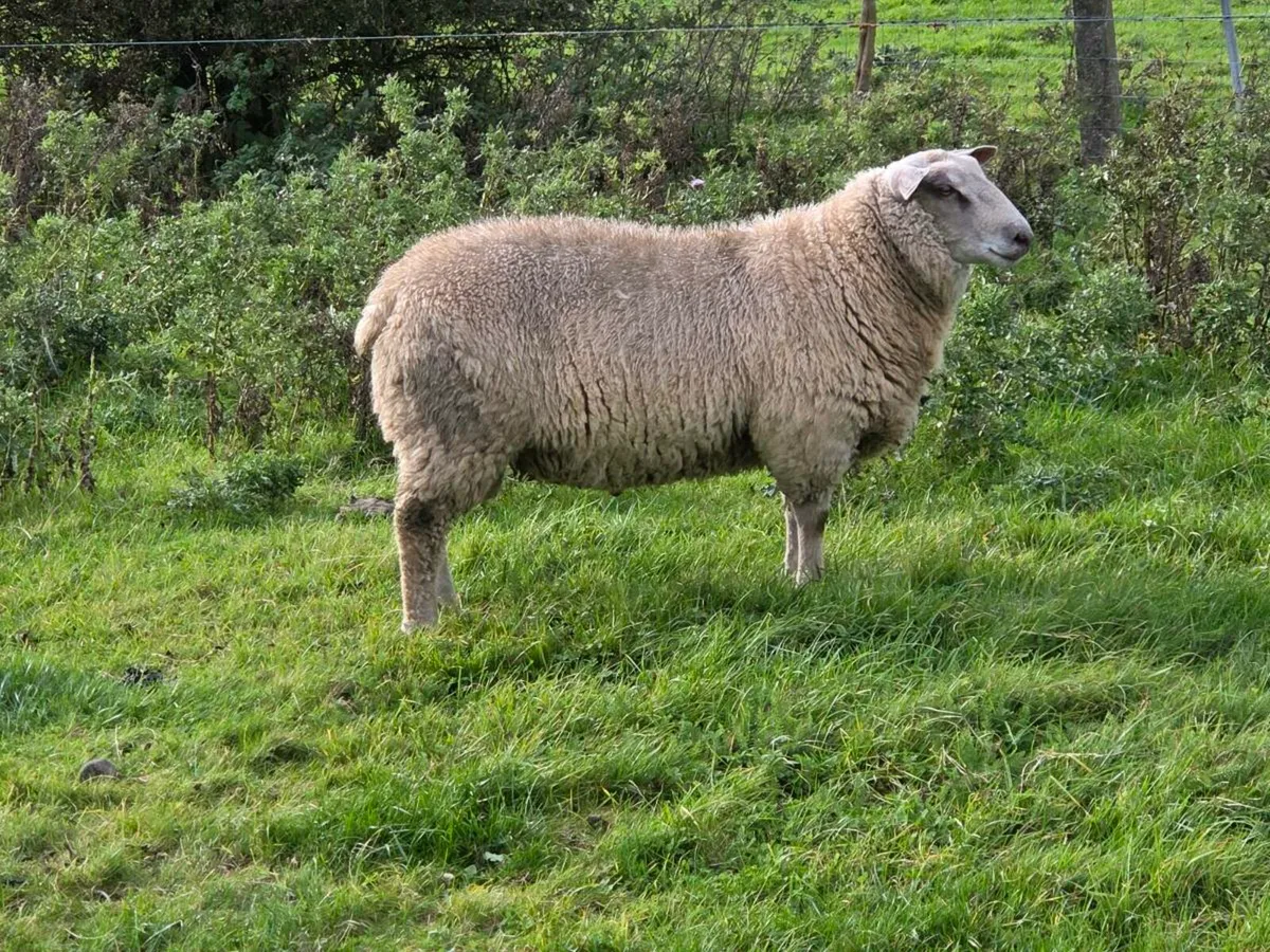 Charolais ram lambs - Image 1