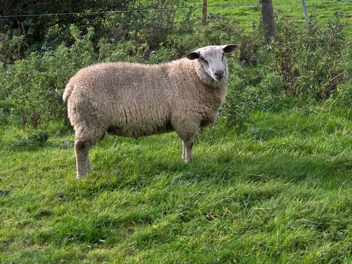 Charolais ram lambs - Image 2