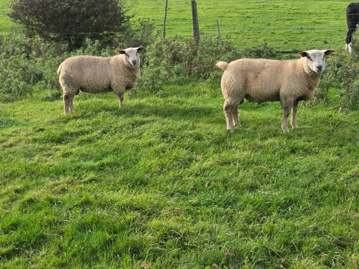 Charolais ram lambs - Image 3