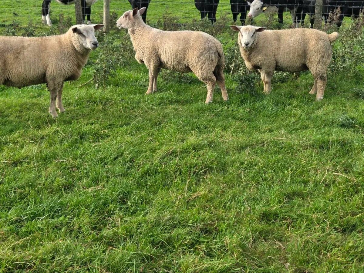 Charolais ram lambs - Image 4
