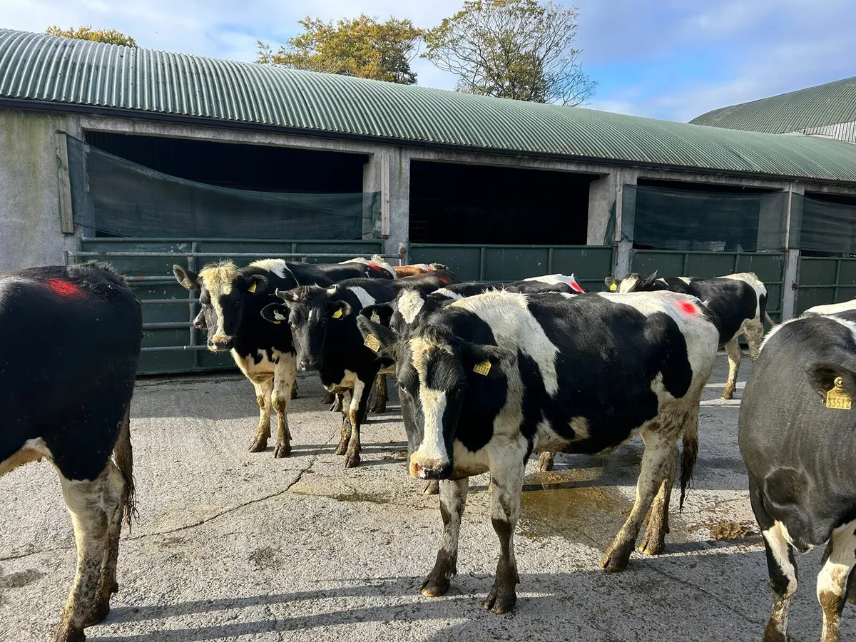 10 In Calf Heifers - Image 2