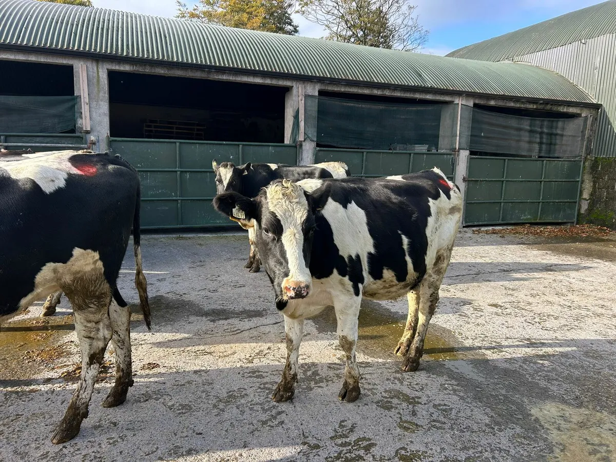 10 In Calf Heifers - Image 3