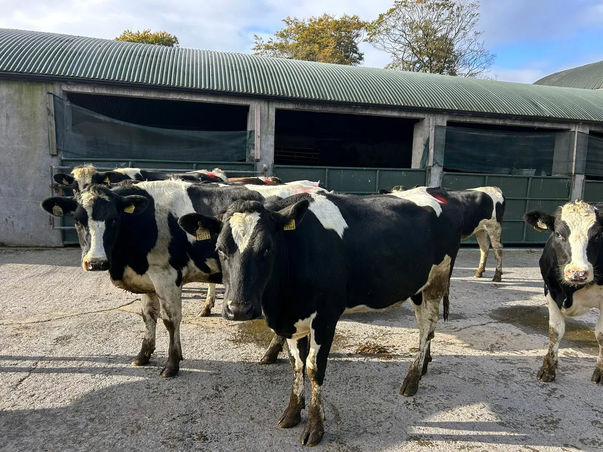 10 In Calf Heifers - Image 1