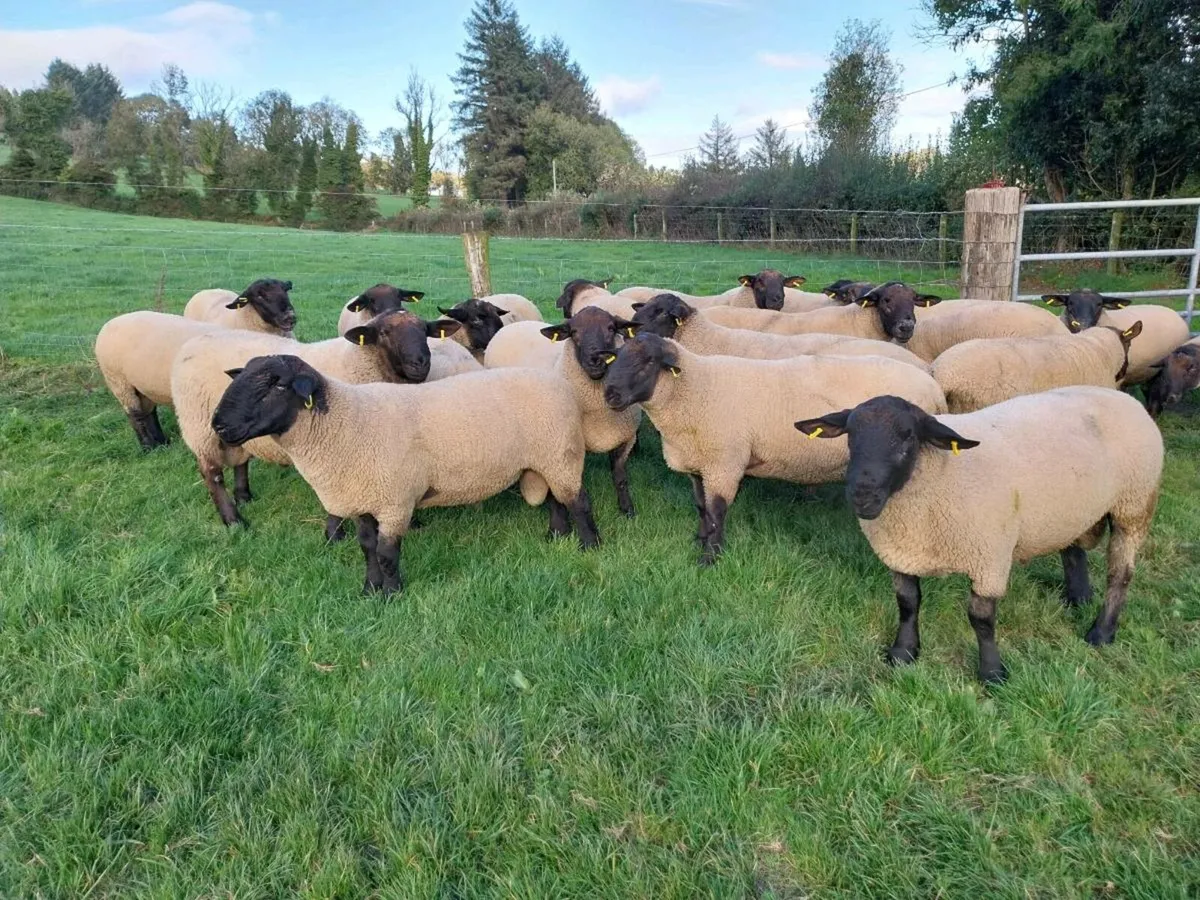 Suffolk Hogget Rams. Blessington Monster Sale/11th - Image 1