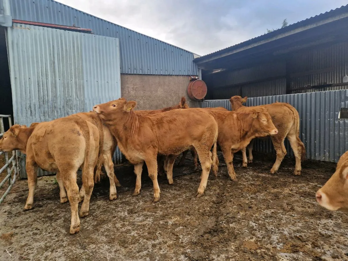 10 Breeding Heifers - Image 3