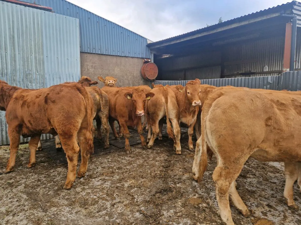 10 Breeding Heifers - Image 4