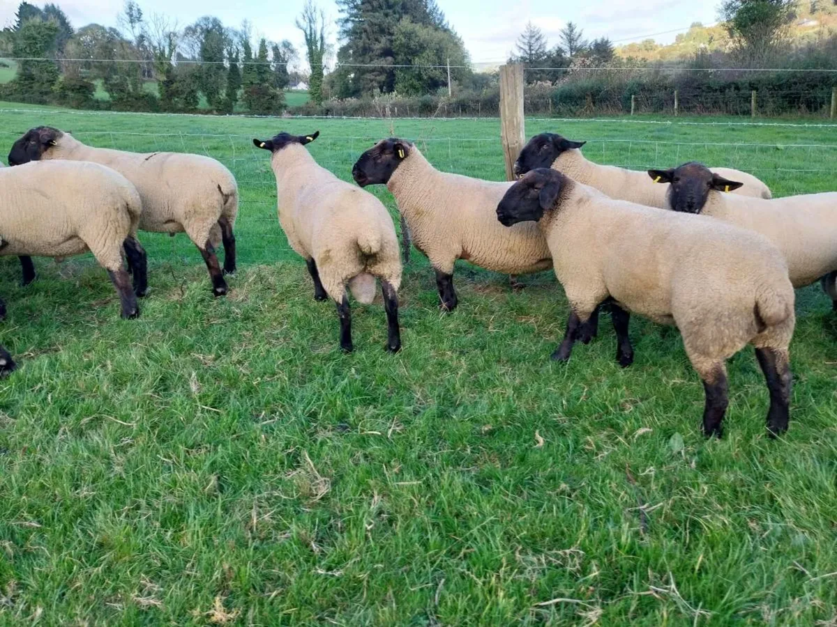 Suffolk Hogget Rams. Blessington Monster Sale/11th - Image 2