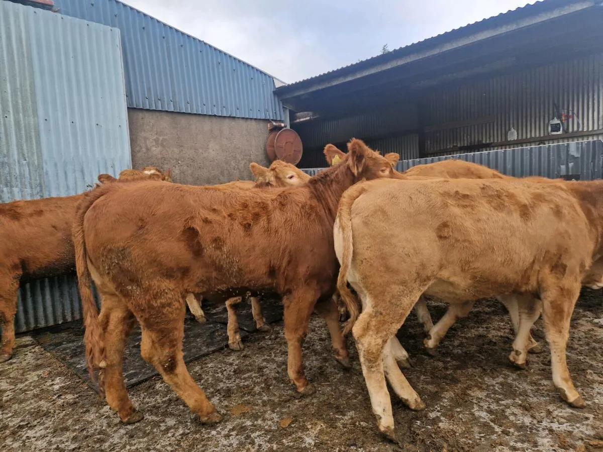 10 Breeding Heifers - Image 1