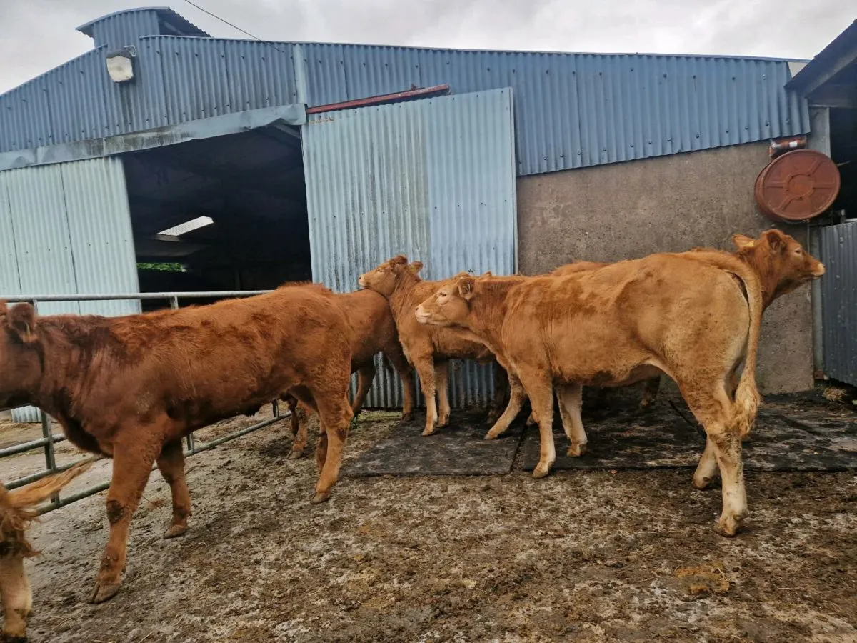 10 Breeding Heifers - Image 2