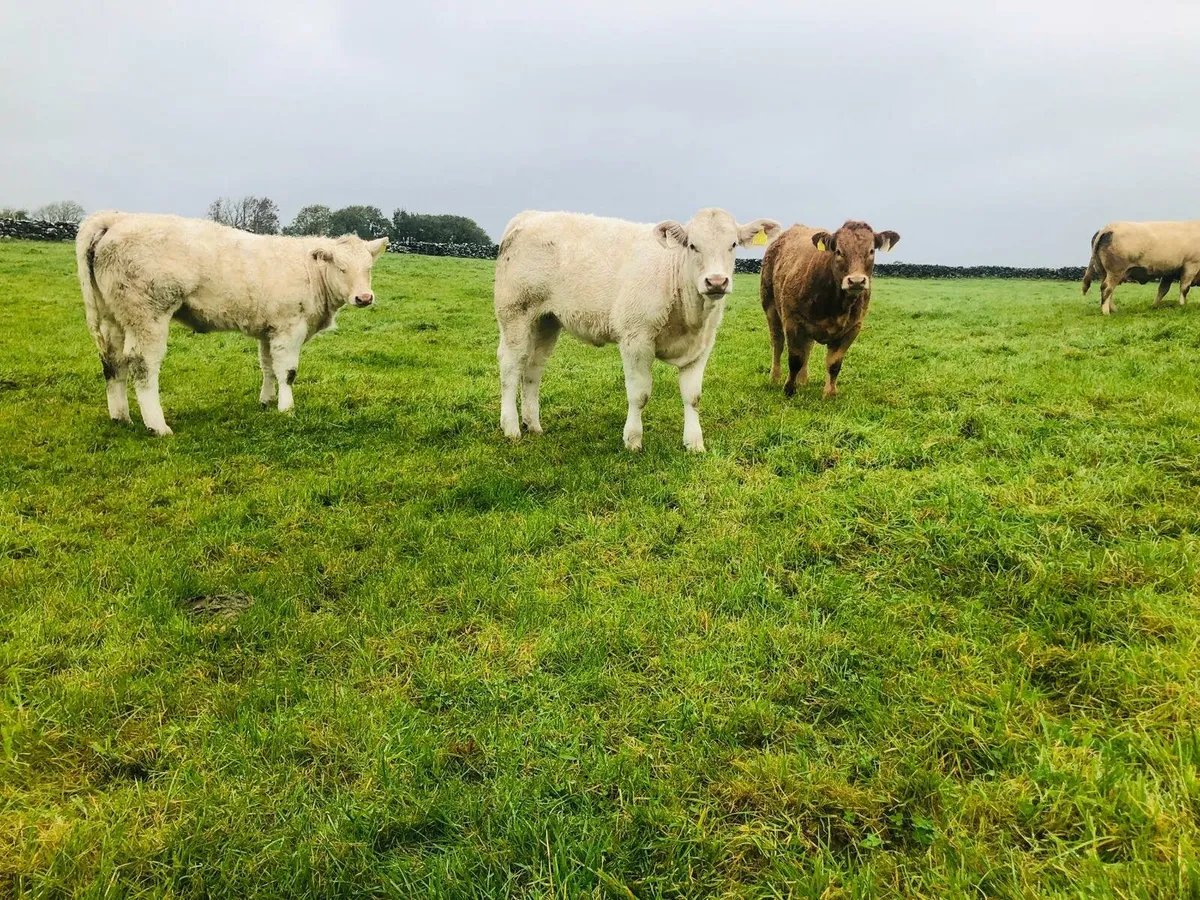 Weanling Sale 10th October - Image 1