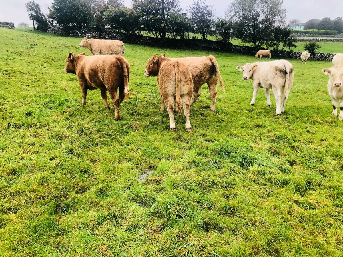 Weanling Sale 10th October - Image 2