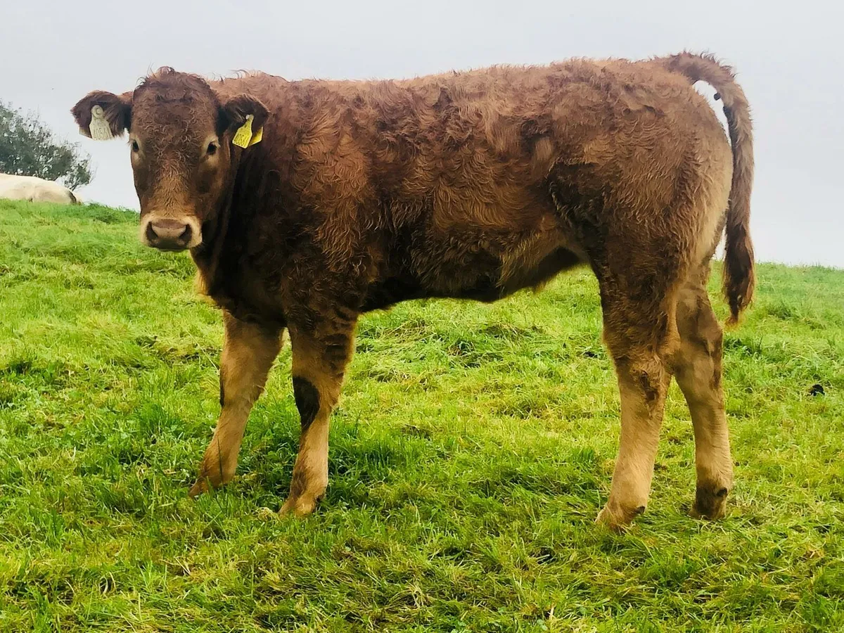 Weanling Sale 10th October - Image 3