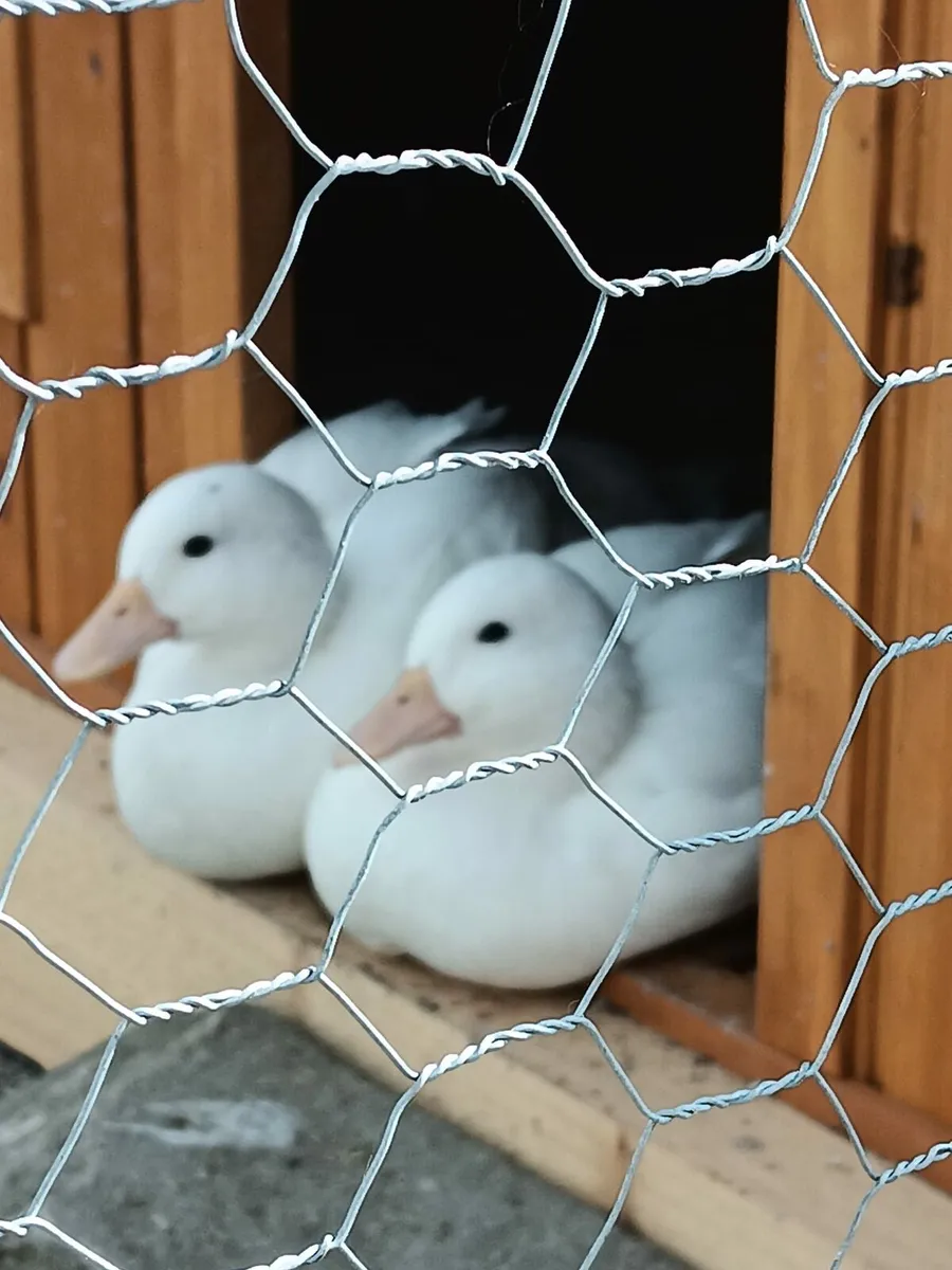 White Call Ducks - Image 2