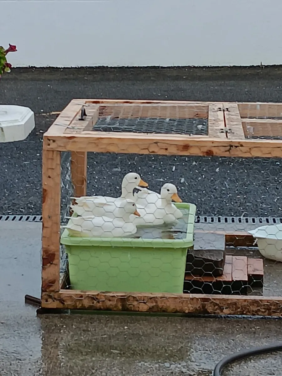 White Call Ducks - Image 3