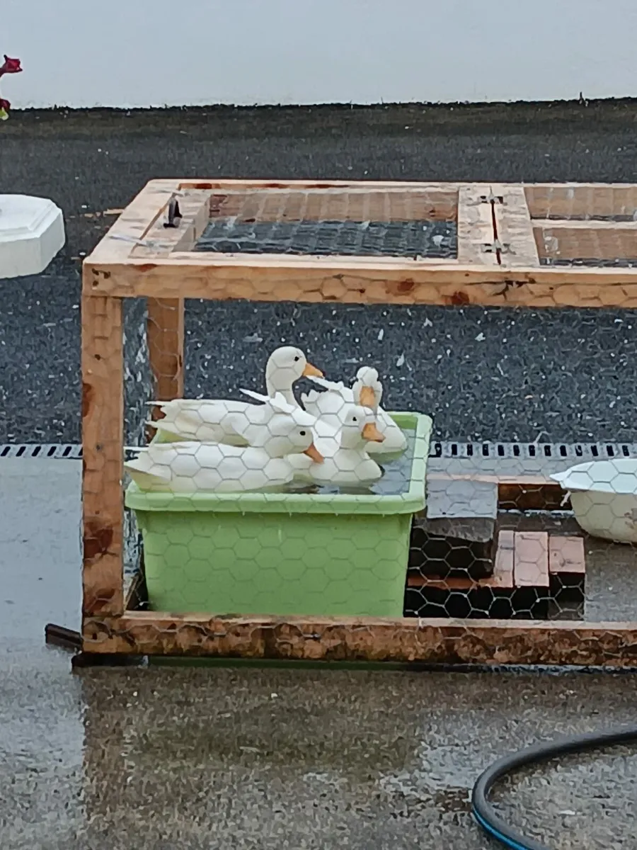 White Call Ducks - Image 1