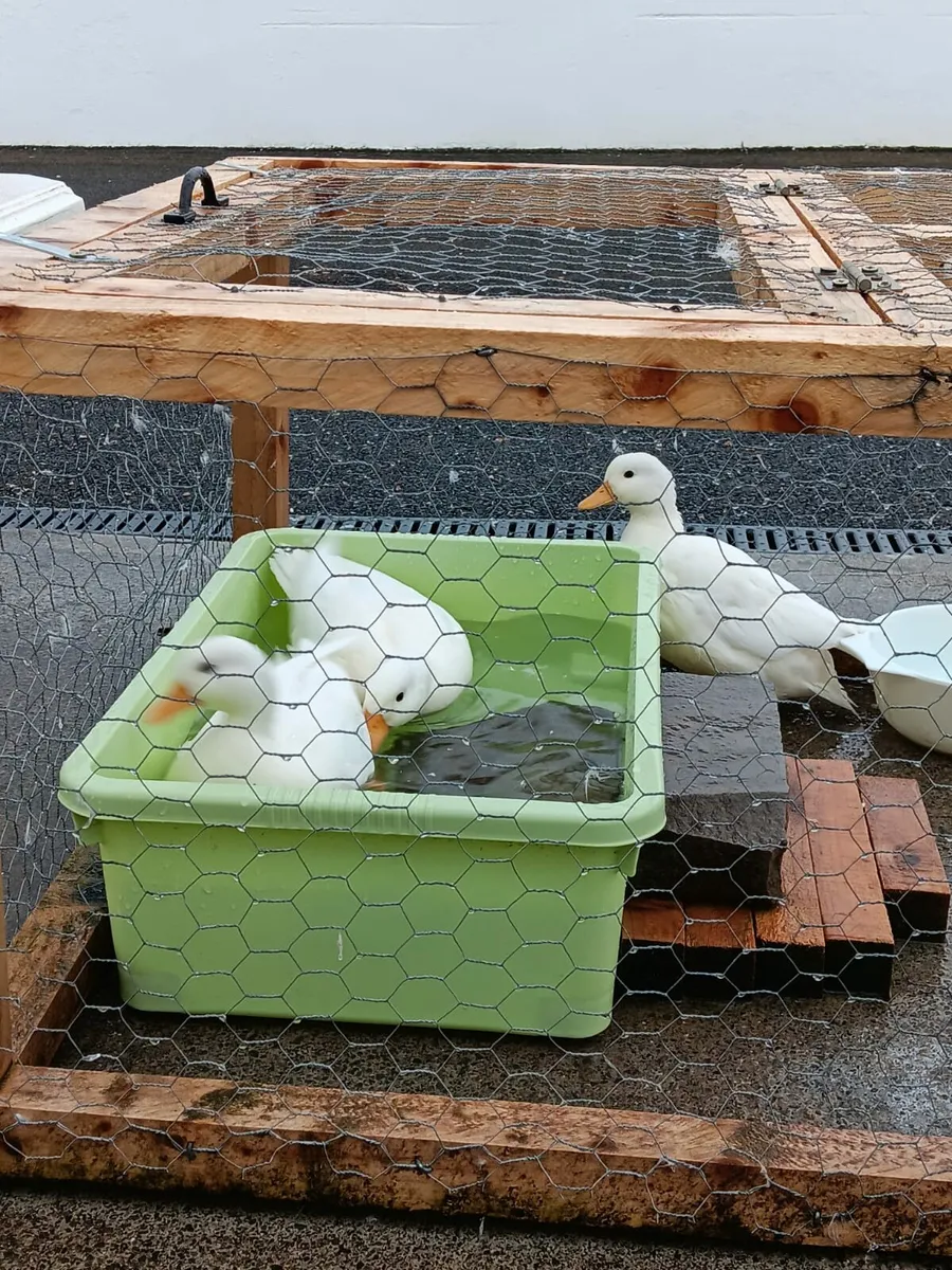 White Call Ducks - Image 4