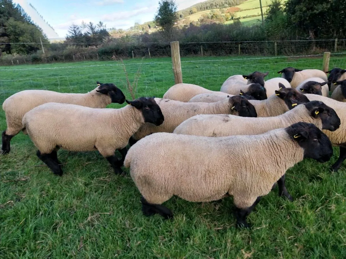 Suffolk Hogget Rams. Blessington Monster Sale/11th - Image 3