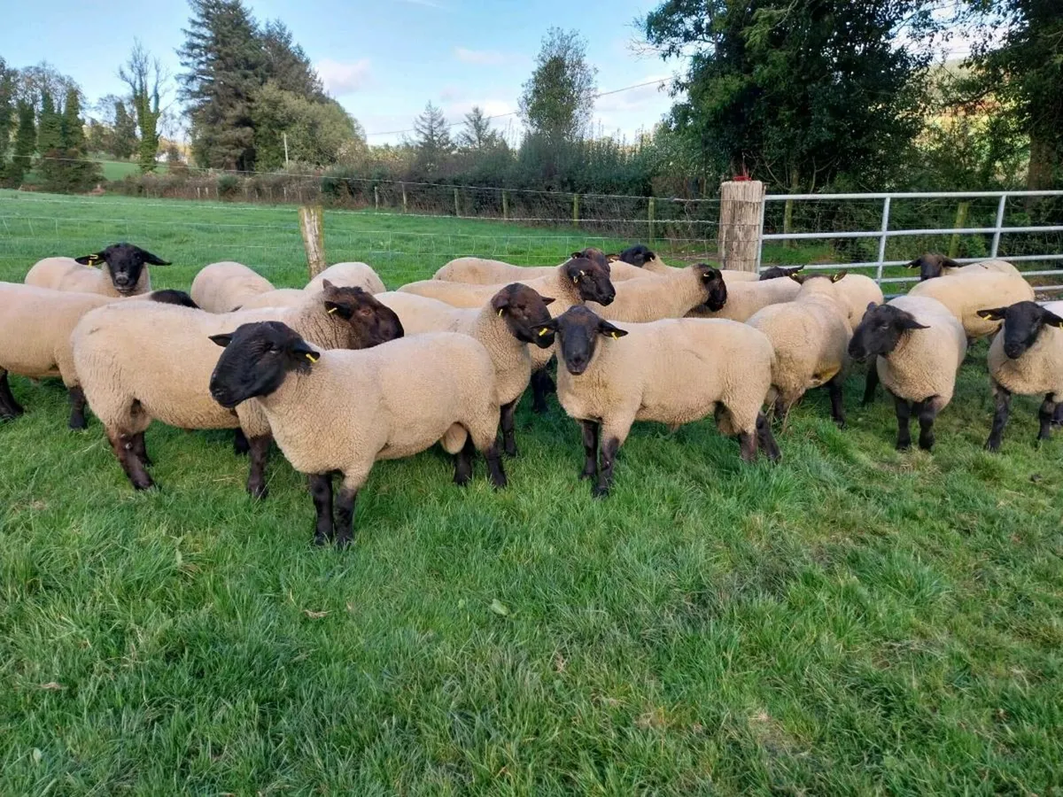 Suffolk Hogget Rams. Blessington Monster Sale/11th - Image 4