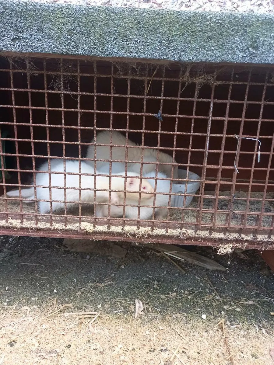 Ferrets - Image 1