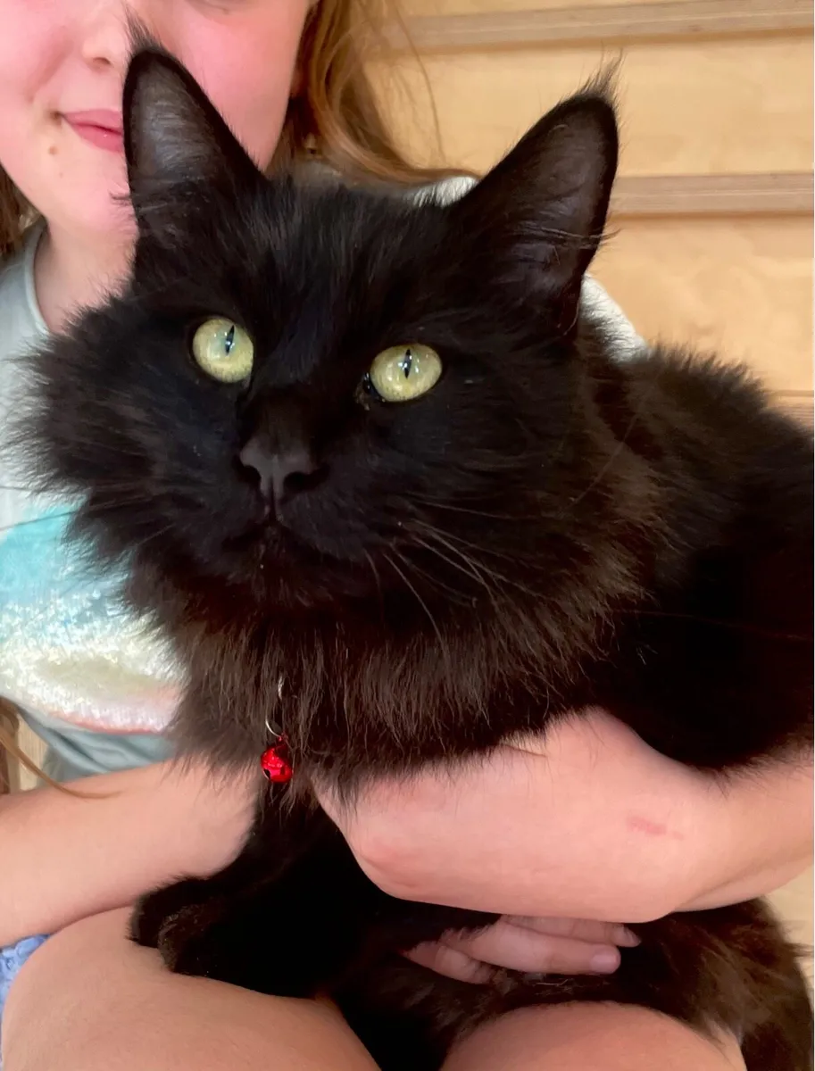 Maine Coon cross - Image 1