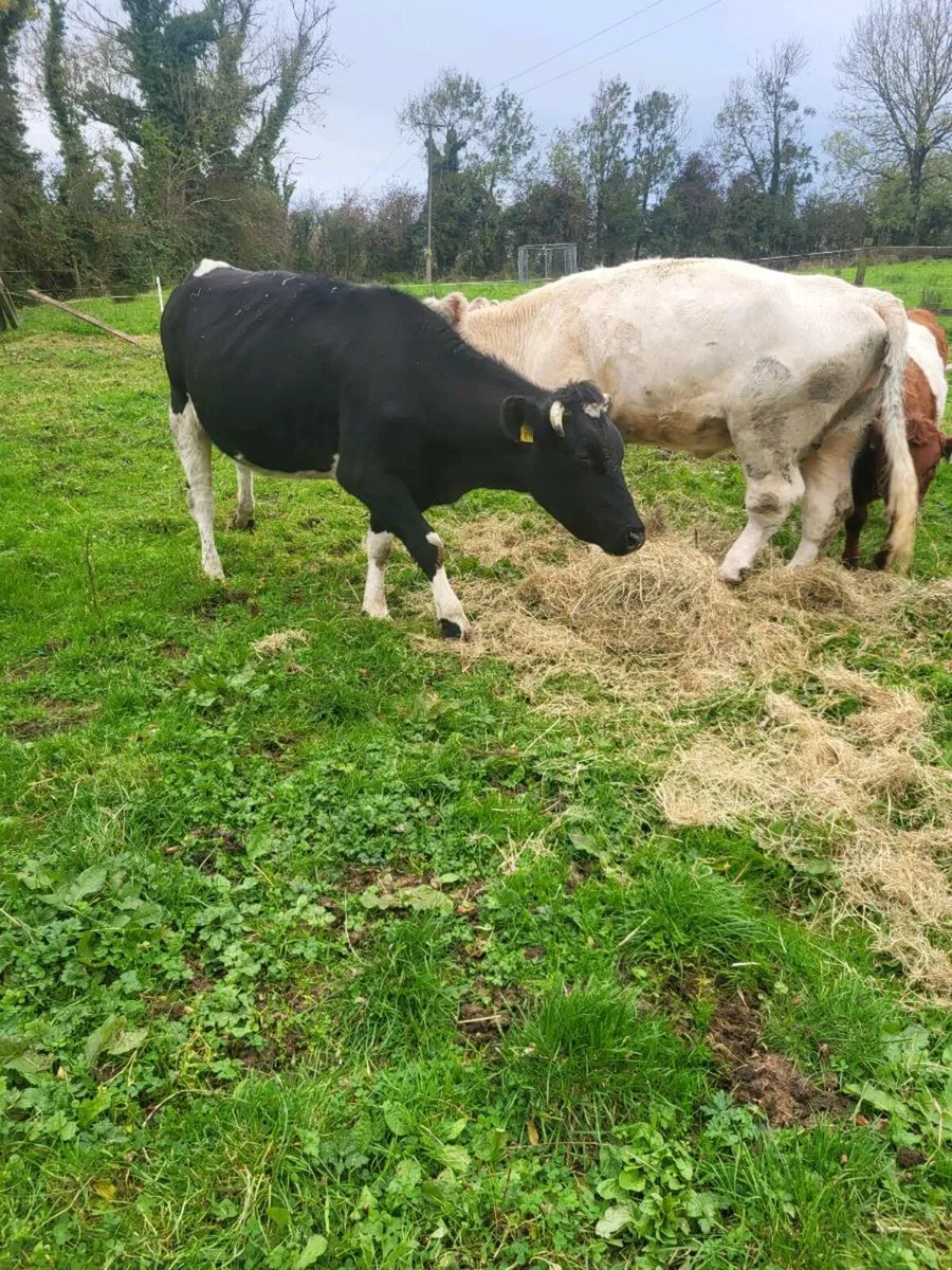 Cull cows - Image 1
