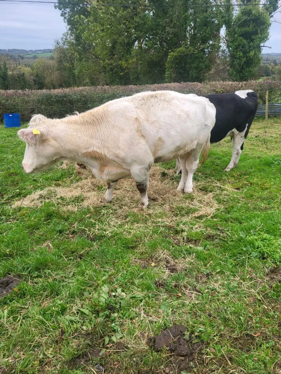 Cull cows - Image 2