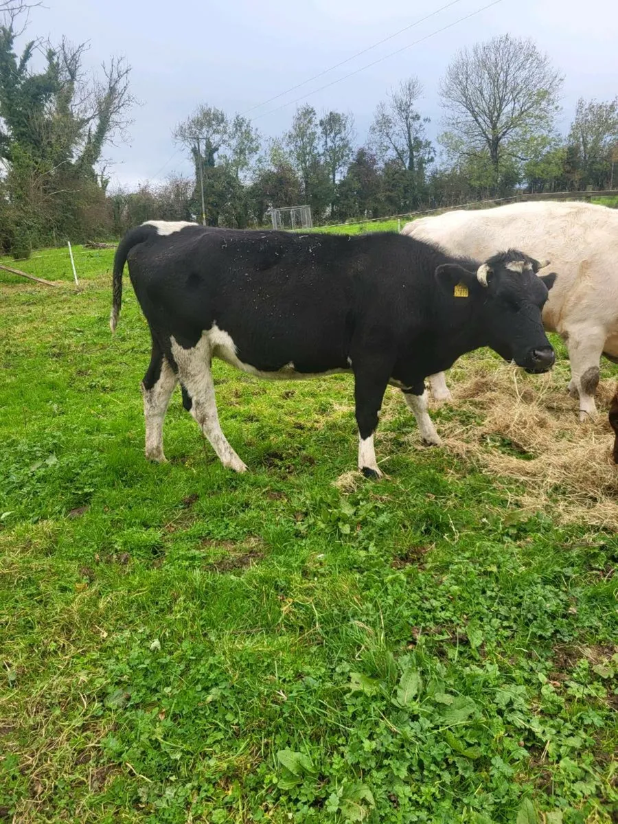 Cull cows - Image 3