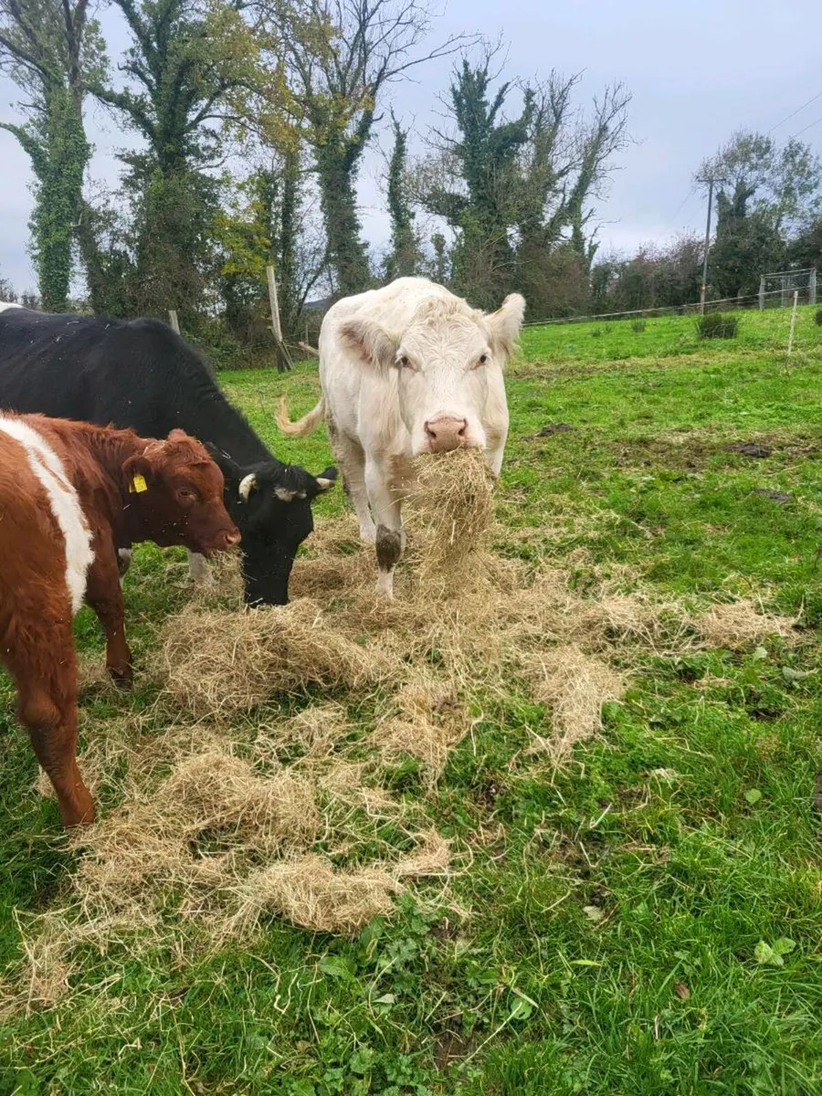 Cull cows - Image 4