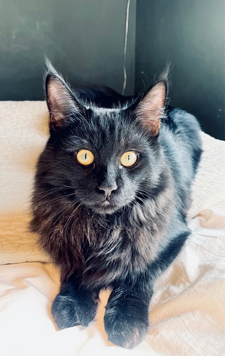 Maine Coon cross - Image 2