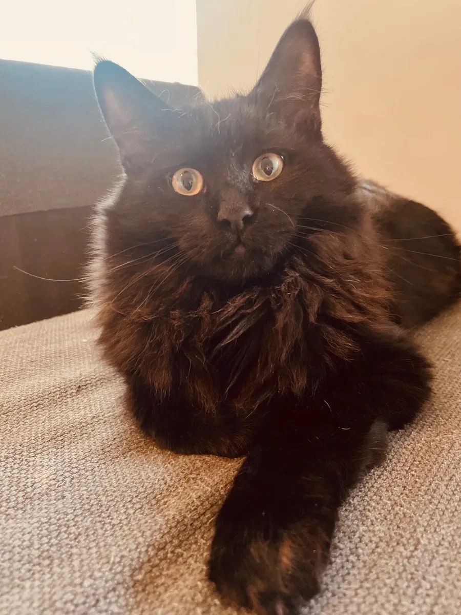 Maine Coon cross - Image 3