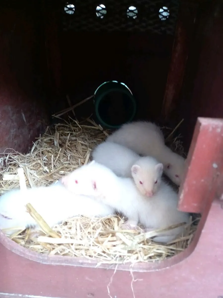 Ferrets - Image 2