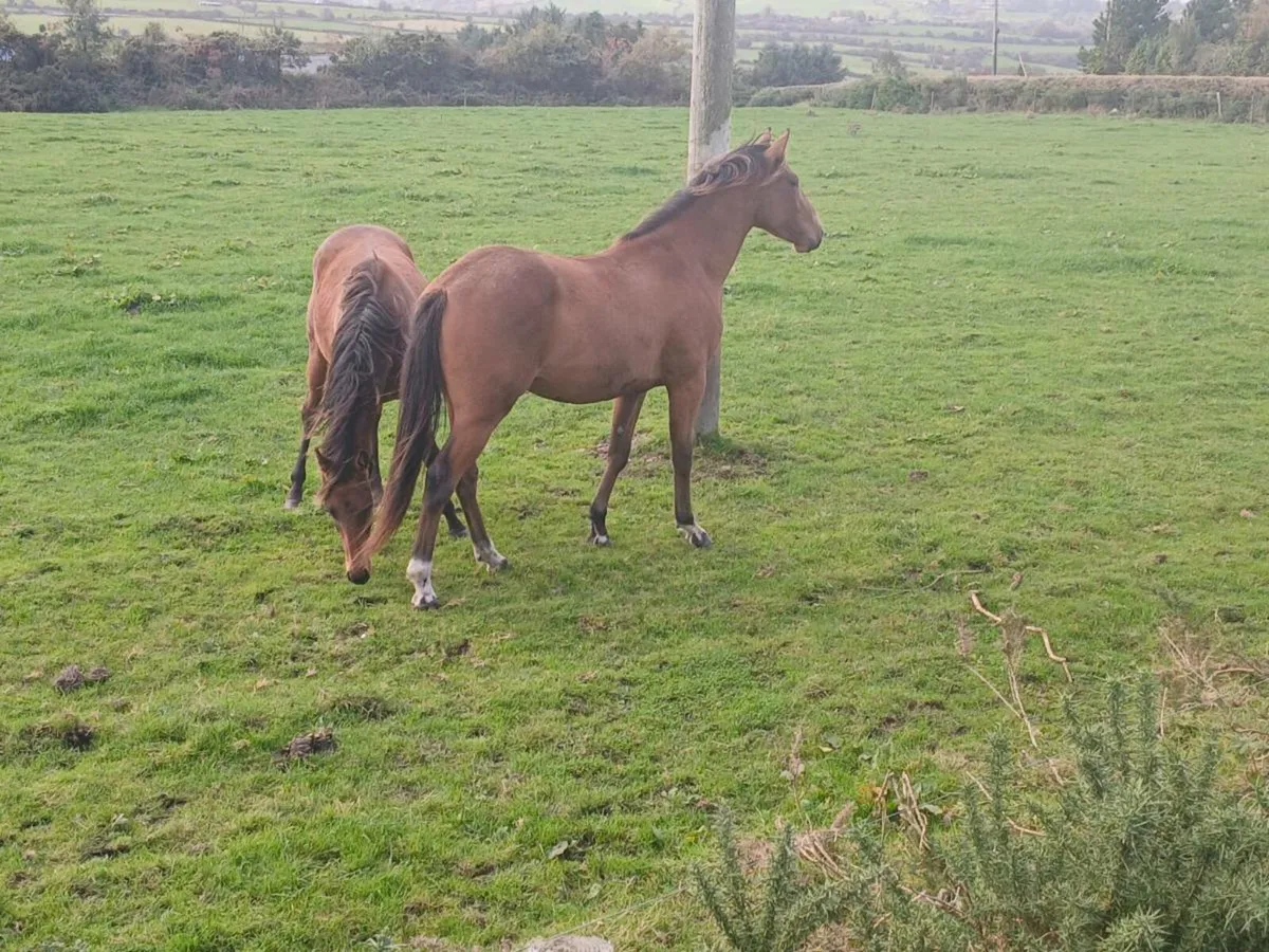 Gelding - Image 1