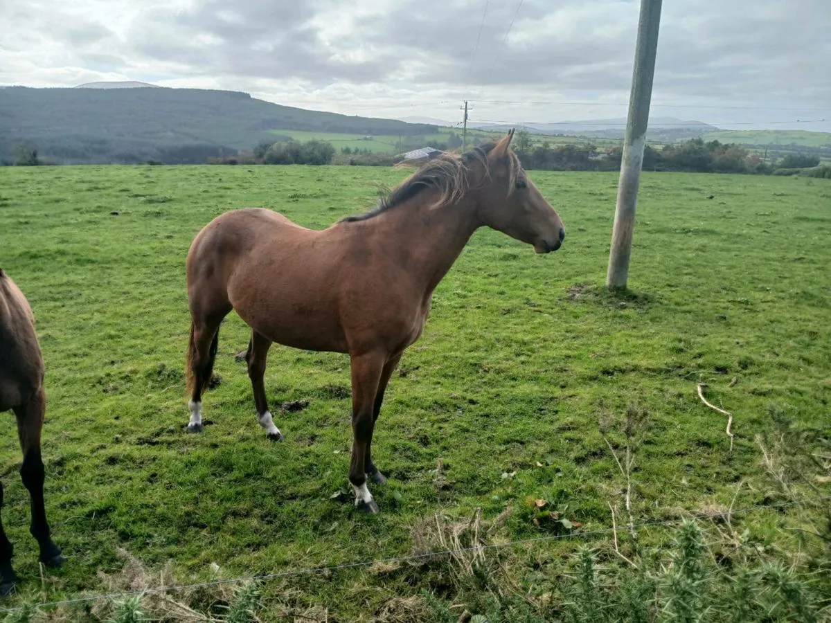 Gelding - Image 2