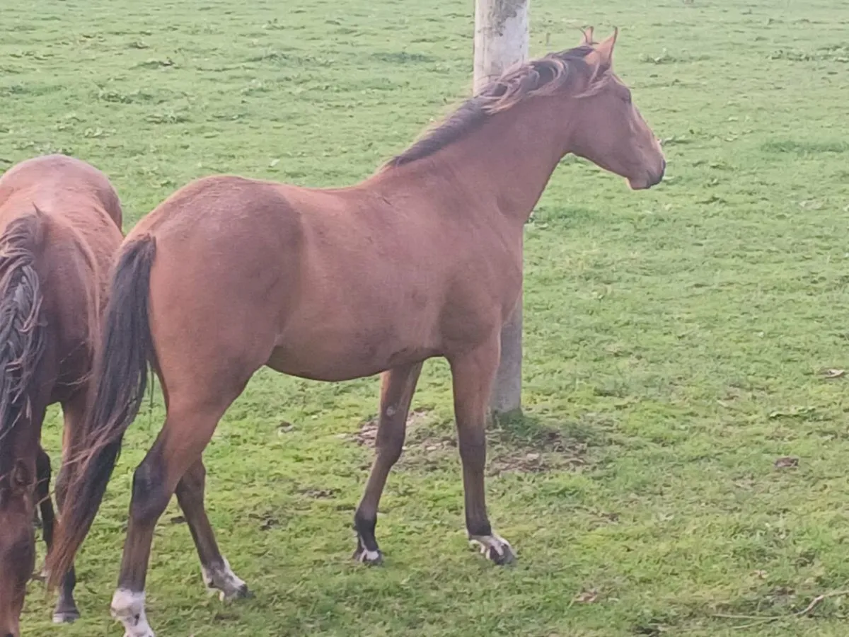 Gelding - Image 3