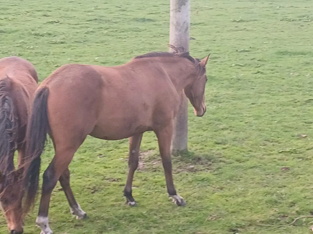 Gelding - Image 4