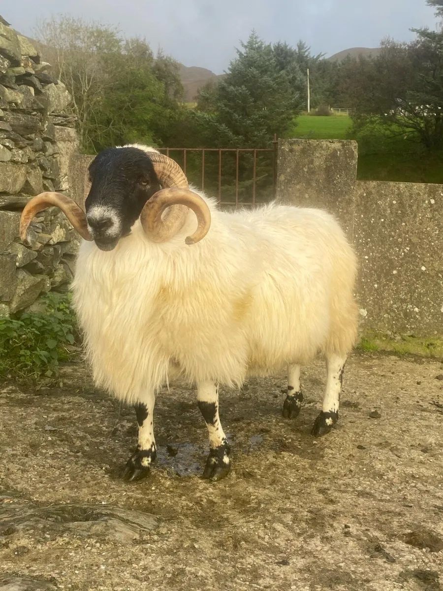 Perth Blackface Ram - Image 1