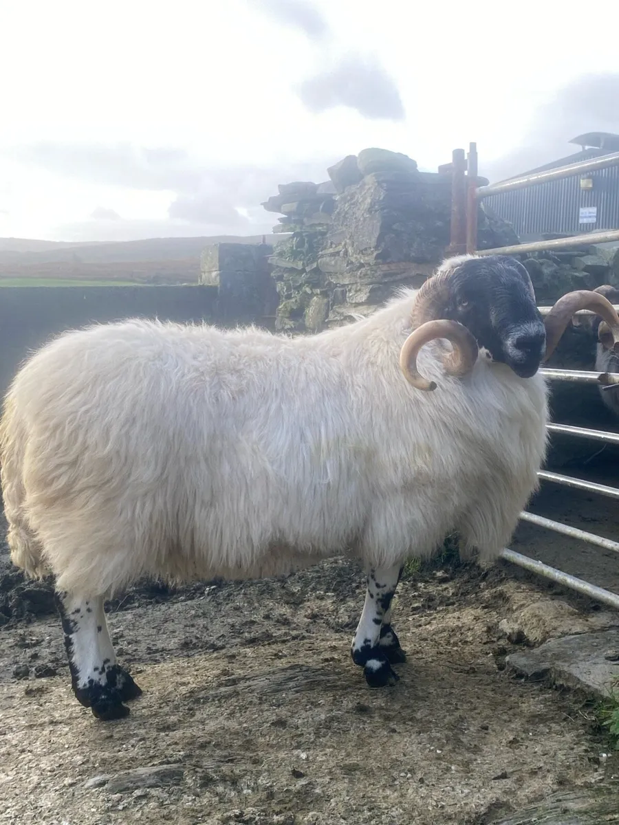 Perth Blackface Ram - Image 2