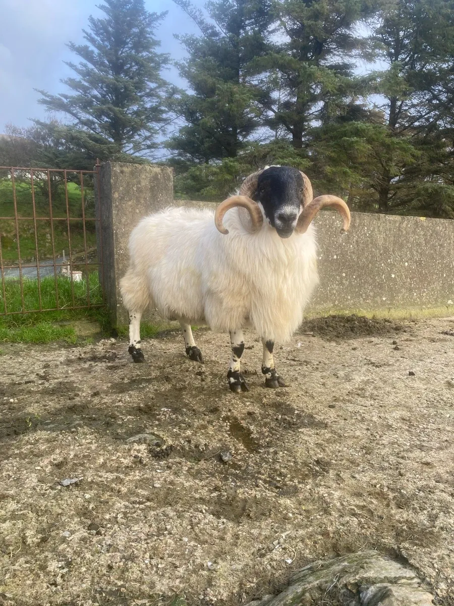Perth Blackface Ram - Image 3