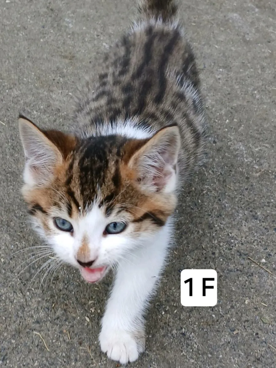 Kittens - Image 1