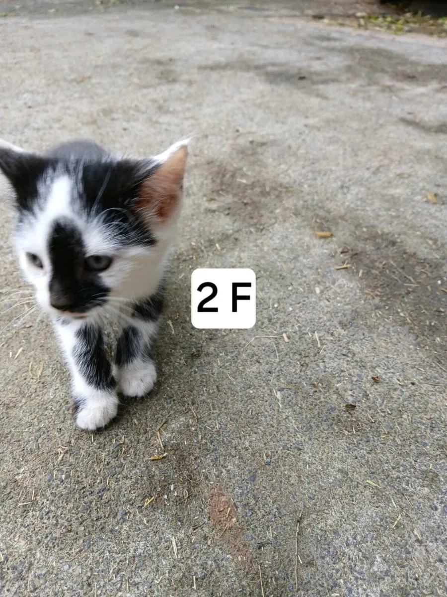 Kittens - Image 2