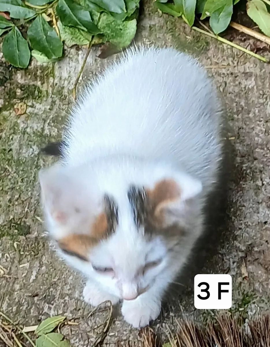 Kittens - Image 3